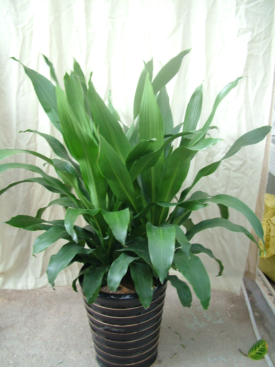 室內(nèi)植物養(yǎng)護(hù)