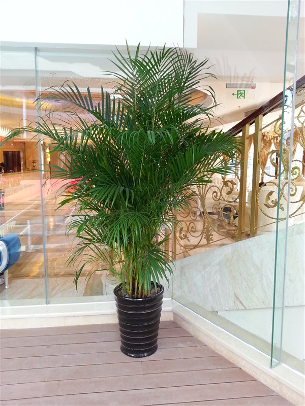 室內(nèi)植物-散尾葵養(yǎng)護(hù)