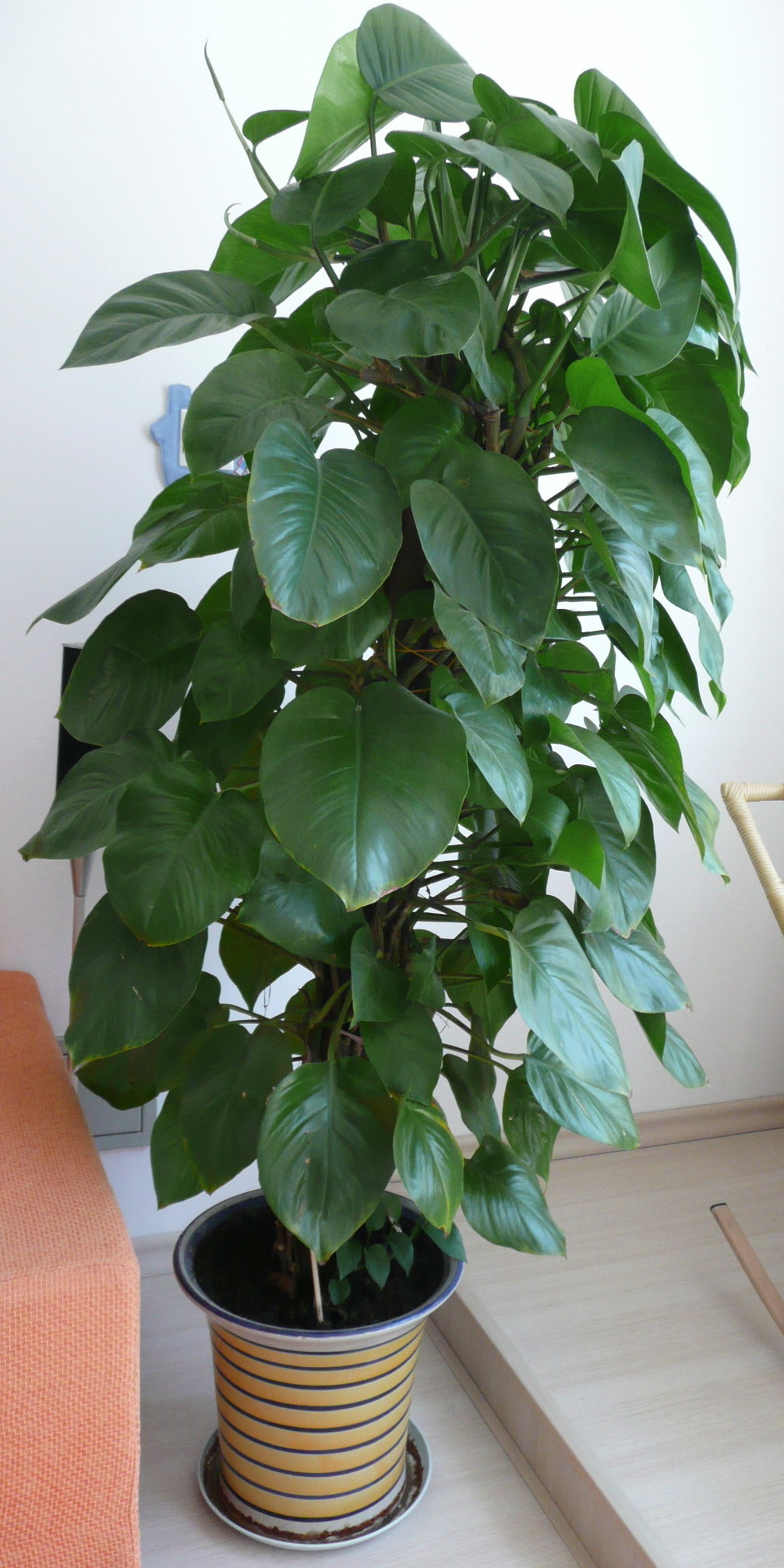 室內(nèi)植物養(yǎng)護(hù)