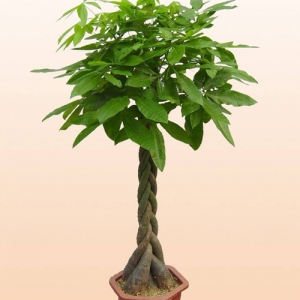 辮子發(fā)財(cái)樹(shù)